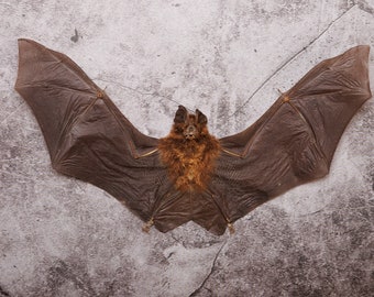 TWO (2) Great Woolly Horseshoe Bat (Rhinophus lectus) | A1 Dry-preserved Specimen 8 Inch Wingspan (Non-CITES)