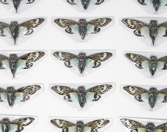 WHOLESALE 20 BLUE CICADAS 'A2 Seconds' Large Specimens | Tosena splendida 100mm A1 Best Condition | Entomology Taxidermy Artistic