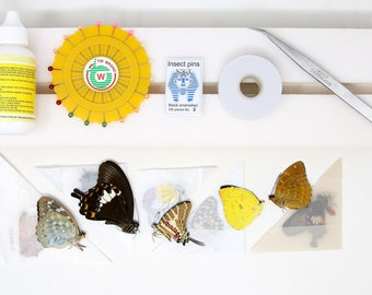 Butterfly Setting Mounting Kit, Butterfly Equipment, Entomology Specimens