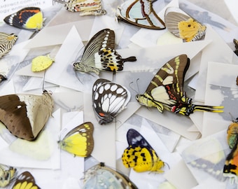 10 Preserved Butterflies, Ethically Sourced Unmounted Specimens A1 Various Assorted