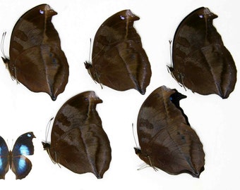 FIVE (5) Napocles jucunda | The Great Blue Butterfly | Dry-Preserved Specimens | Entomology Taxidermy Lepidoptera Butterflies