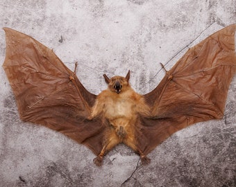 Blossom Fruit Bat (Macroglossus minimus) | A1 Dry-preserved Specimen 10 Inch Wingspan (Non-CITES)