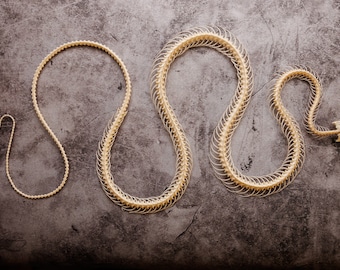 Rat Snake SKELETON (Ptyas korros) A1 Specimen 25-35cm (Non-CITES)