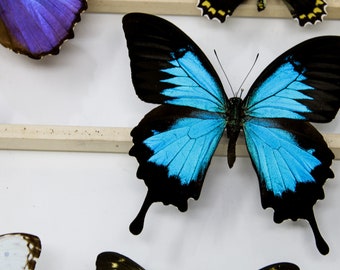 TWO (2) Papilio ulysses | Unmounted Blue Swallowtail Butterflies | Dry-Preserved Specimens, Entomology Taxidermy Lepidoptera