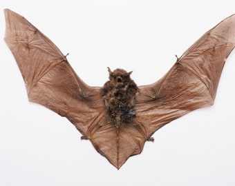 TWO (2) Pipistrelle Bat (Pipistrelllus imbricatus) | A1 Dry-preserved Specimen 9 Inch Wingspan (Non-CITES)