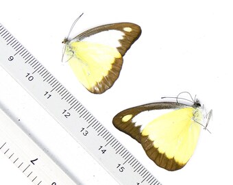 TWO (2) Appias lyncida A1 Unmounted Specimens