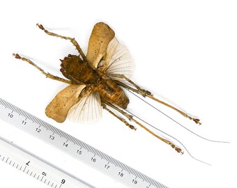 Two (2) SPREAD Dragon Headed Katydids (Lesina ensifera) A1 Specimens