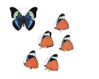 TEN (10) Red Flasher Butterflies | Panacea prola | A1 Unmounted Specimens Wholesale