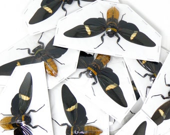 WHOLESALE 10 Tosena depicta, A1 Black Long-wing Cicadas 5inch Wingspan, Entomology Spread Specimens