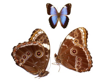 Two (2) Morpho helenor violaceus, Helenor Blue Morpho A1 Unmounted Real Butterflies