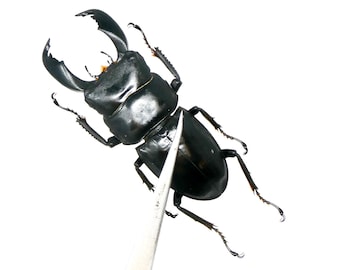 LOT OF 10 Stag Beetles (Dorcus titanus typhon) A1 Unmounted Specimens 55-75mm