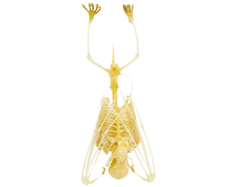 REAL Fruit Bat Skeleton Hanging (Cynopterus minutus) | A1 Museum Quality Skeleton 4.5 Inch Specimen (Non-CITES)