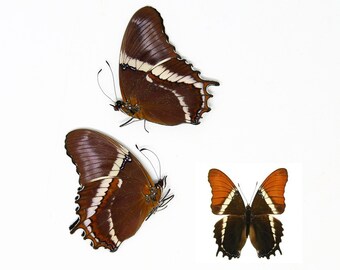 Two (2) Siproeta epaphus, "Rusty-Tipped Page" A1 Real Dry-Preserved Butterflies, Unmounted Entomology Taxidermy Specimens