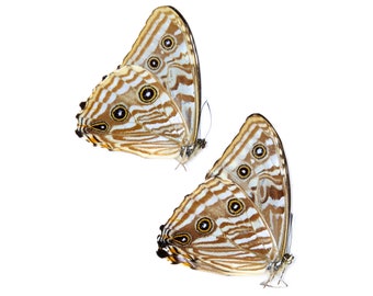 Two (2) Morpho portis 65mm Wingspan BLUE MORPHO, A1 Real Dry-Preserved Butterflies, Unmounted Specimens