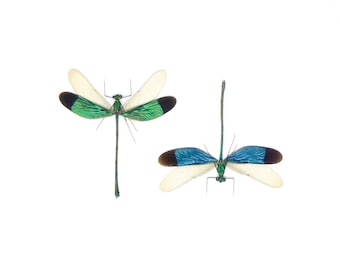 TWO (2) Stream Glory Damselfly (Neurobasis chinensis florida) SPREAD-WINGS A1 Entomology Specimens