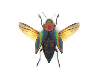 TWO (2) SPREAD Rainbow Jewel Beetles (Cyphogastra javanica) A1 Wings-open