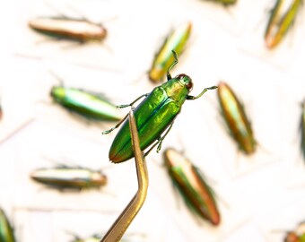 Lot of 5 Aurora Jewel Beetles (Chrysochroa aurora) Indonesia, A1 Real Entomology Specimens