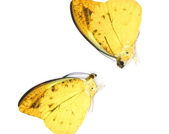 TWO (2) Hebomoia leucippe daemonis | A1 Real Dry-Preserved Butterflies | Unmounted Entomology Taxidermy Specimens