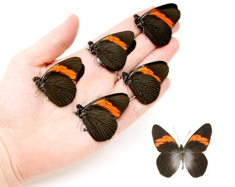 Five (5) Pereute callinara, A1 Real Dry-Preserved Butterflies, Unmounted Entomology Taxidermy Specimens