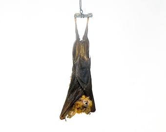 TWO (2) Roundleaf Bats HANGING Taxidermy (Hipposideros larvatus) | A1 Specimen 4 Inch (Non-CITES)