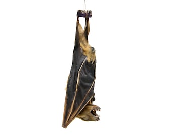 TWO (2) Short-nosed Fruit Bat HANGING Mount (Cynopterus brachyotis) | A1 Dry-preserved Specimen 5 Inch (Non-CITES)