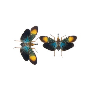 May include: Two colourful insects with black, yellow and blue wings. The insects are spread out with their wings open, showing the intricate patterns on their wings.