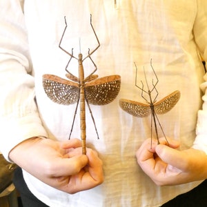 May include: Two brown stick insects with spotted wings are held in the hands of a person. The larger insect is about 10 inches long and the smaller insect is about 5 inches long.
