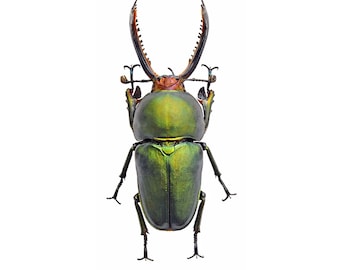 Saw-Tooth Beetles (Lamprima adolphinae) Unmounted Specimens
