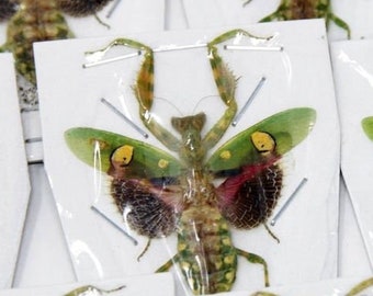 Two (2) Jewelled Flower Praying Mantis | Creobroter gemmatus | Spread Specimens, Entomology