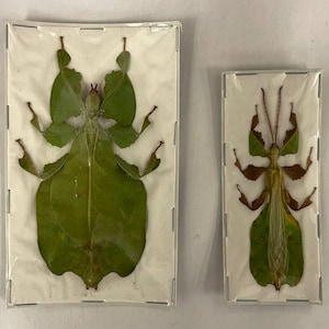 TWO (2) Java Green Giant Leaf Insects (Pulchriphyllium pulchrifolium) A1 Spread Specimens (Sexed Pair)