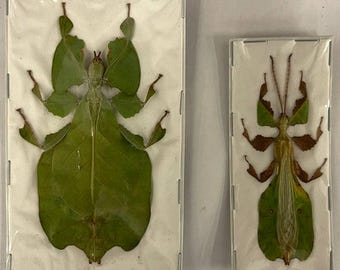 TWO (2) Java Green Giant Leaf Insects (Pulchriphyllium pulchrifolium) A1 Spread Specimens (Sexed Pair)