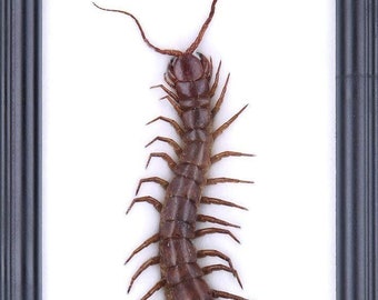 Der RIESIGE Tausendfüßler (Scolopendra subspinipes) | Gerahmte und montierte Spinnentier-Exemplar-Wanddekoration | Taxidermie Entomologie | 25 x 12 cm