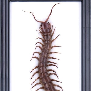 Puede incluir: Un espécimen enmarcado de una escolopendra marrón y roja, identificado como "Scolopendra sp.", sobre un fondo blanco.