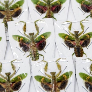 50 Jewelled Flower Praying Mantis (Creobroter gemmatus) A1 Spread Specimens