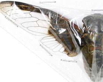 10 x Large Bat-Wing Cicadas (Cryptotympana aquila), Real A1 Spread Specimens 100mm Wingspan, Art Insects Taxidermy
