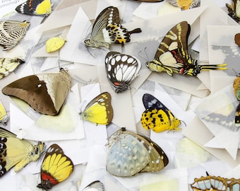 10 Mixed Lot of Real Colorful Butterflies, Unmounted Papered Specimens, Excellent Condition