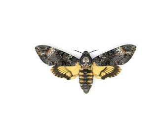 A Perfect Deaths Head Hawk Moth Real Specimen A1 | Acherontia atropos, Museum Entomology Box Frame | 12x9x2 inch (#DH05)