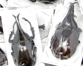 WHOLESALE 20 Thai Rhino Beetles | Xylotrupes gideon | Ethical Insect Specimens for Entomology and Art