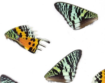 50 Loose Madagascan Sunset Moth Wings | Chrysiridia rhipheus | Wholesale Butterfly Wings for Art