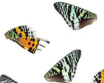 48 Loose Madagascan Sunset Moth Wings | Chrysiridia rhipheus | Wholesale Butterfly Wings for Art