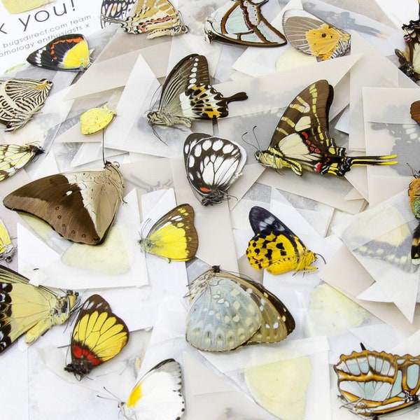 10 Mixed Lot of Real Colorful Butterflies, Unmounted Papered Specimens, Excellent Condition