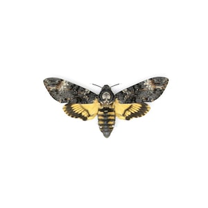 Ein perfekter Todeskopf Falkenfalter echtes Exemplar A1 | Acherontia Atropos, Museum Entomologie Box Rahmen | 12x9x2 Zoll (#DH05)