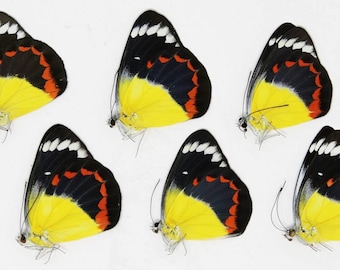 TEN (10) Delias timorensis moaensis | Leti Island moaensis butterflies | A1 Unmounted Specimens