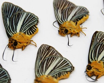 TEN (10) Bibasis Gomata |  Pale Green Awlet Butterflies | Dry-preserved specimens