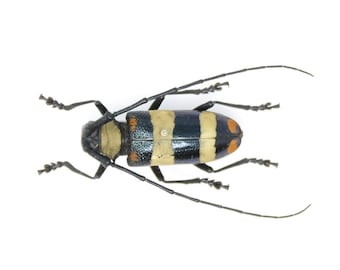 Nemophas tricolor, Sulawesi Indonesia, A1 Real Beetle Pinned Set Specimen, Entomology Taxidermy #OC117
