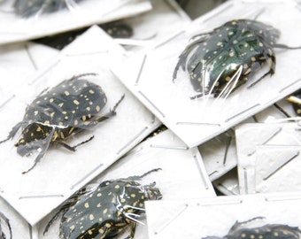 2 x Speckled Scarab Beetles, Platynocephalus niveoguttata, A1 Entomology Specimens for Artistic Creation