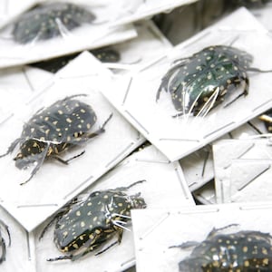 2 x escaravelhos salpicados, Platynocephalus niveoguttata, espécimes entomológicos A1 para criação artística