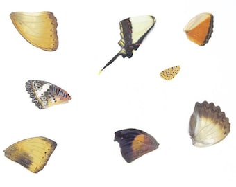 Laminated Sheet of Real Butterfly Wings | A5 Glossy 80 mic 154 x 216mm #AW23