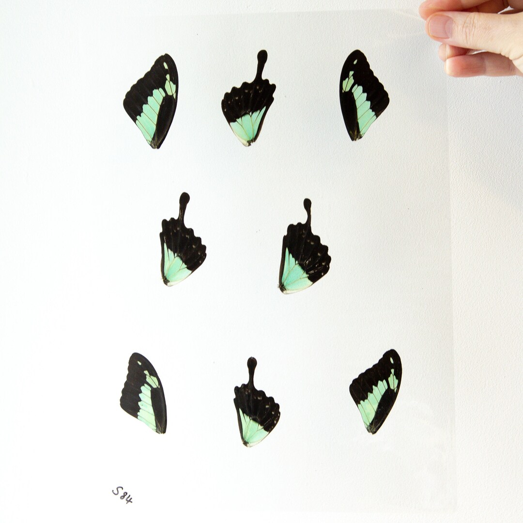 Butterfly Wings GLOSSY LAMINATED SHEET Real Ethically Sourced Etsy