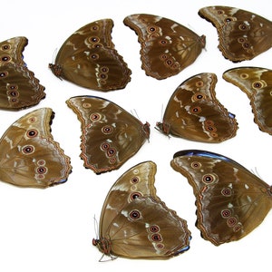 WHOLESALE 10 Morpho didius A1 Giant Blue Morpho Butterflies Unmounted Papered Specimens image 3